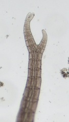 Vertebrata fucoides