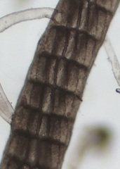 Vertebrata fucoides