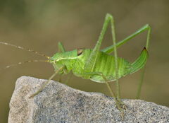 Leptophyes laticauda