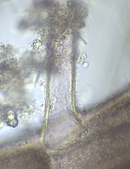 Vertebrata fucoides