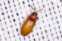 Brachypsectra fulva