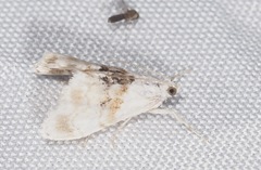 Lipocosma sicalis