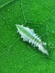 Salurnis marginella