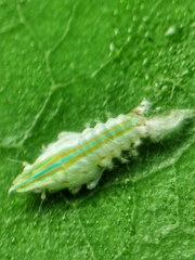 Salurnis marginella