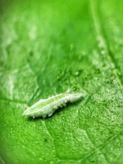 Salurnis marginella