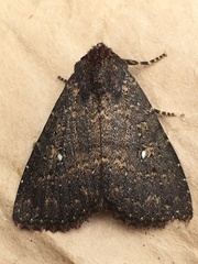 Condicini