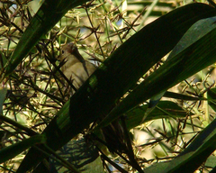 Sporophila frontalis