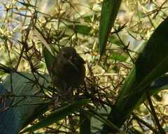 Sporophila frontalis
