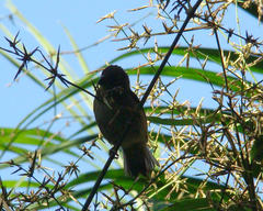 Sporophila frontalis