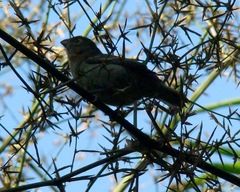 Sporophila frontalis