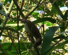 Sporophila frontalis