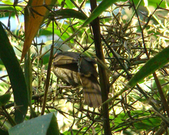 Sporophila frontalis