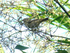 Sporophila frontalis