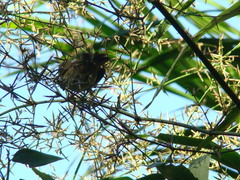 Sporophila frontalis