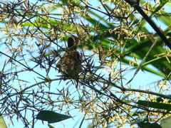 Sporophila frontalis
