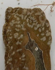 Mesophyllum lichenoides