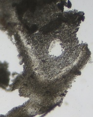 Mesophyllum lichenoides