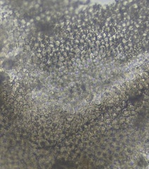 Mesophyllum lichenoides