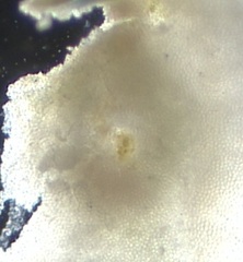 Mesophyllum lichenoides