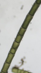 Chaetomorpha aerea