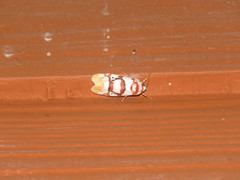 Cyana cruentata