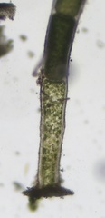 Chaetomorpha aerea