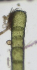 Chaetomorpha aerea