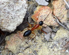 Camponotus nigriceps