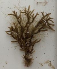 Cladostephus spongiosus