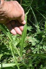 Kyhosia bolanderi