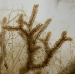 Cladostephus spongiosus