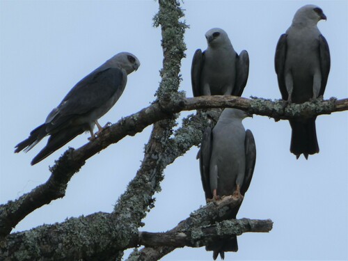 Mississippi Kite (Ictinia mississippiensis), a species recorded in Texas