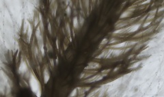 Cladostephus spongiosus