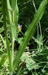 Kyhosia bolanderi