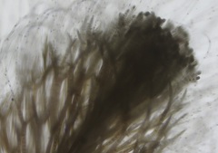 Cladostephus spongiosus