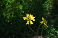 Kyhosia bolanderi
