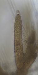 Cladostephus spongiosus