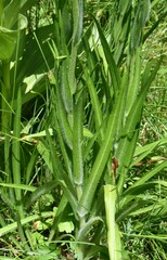 Kyhosia bolanderi