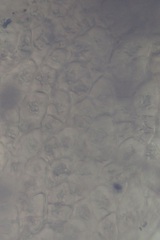 Cladostephus spongiosus