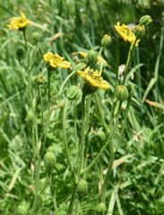 Kyhosia bolanderi
