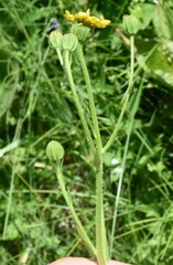 Kyhosia bolanderi