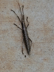 Anisomorpha ferruginea