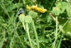 Kyhosia bolanderi