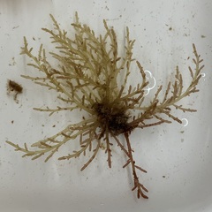 Chondria dasyphylla