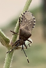Catorhintha mendica