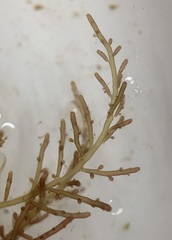 Chondria dasyphylla