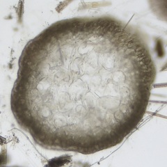 Chondria dasyphylla