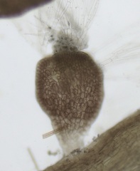 Chondria dasyphylla
