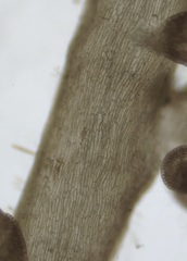 Chondria dasyphylla