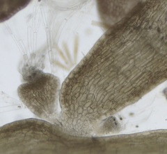 Chondria dasyphylla